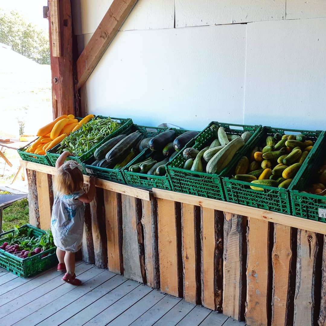 Liten jente i gårdsbutikk med en rekke grønnsaker