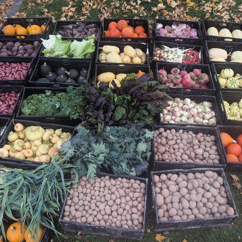 Stort utvalg av grønnsaker hos Linnestad Gård
