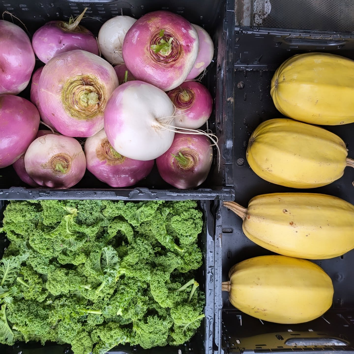 Løk, brokkoli og spaghettigresskar