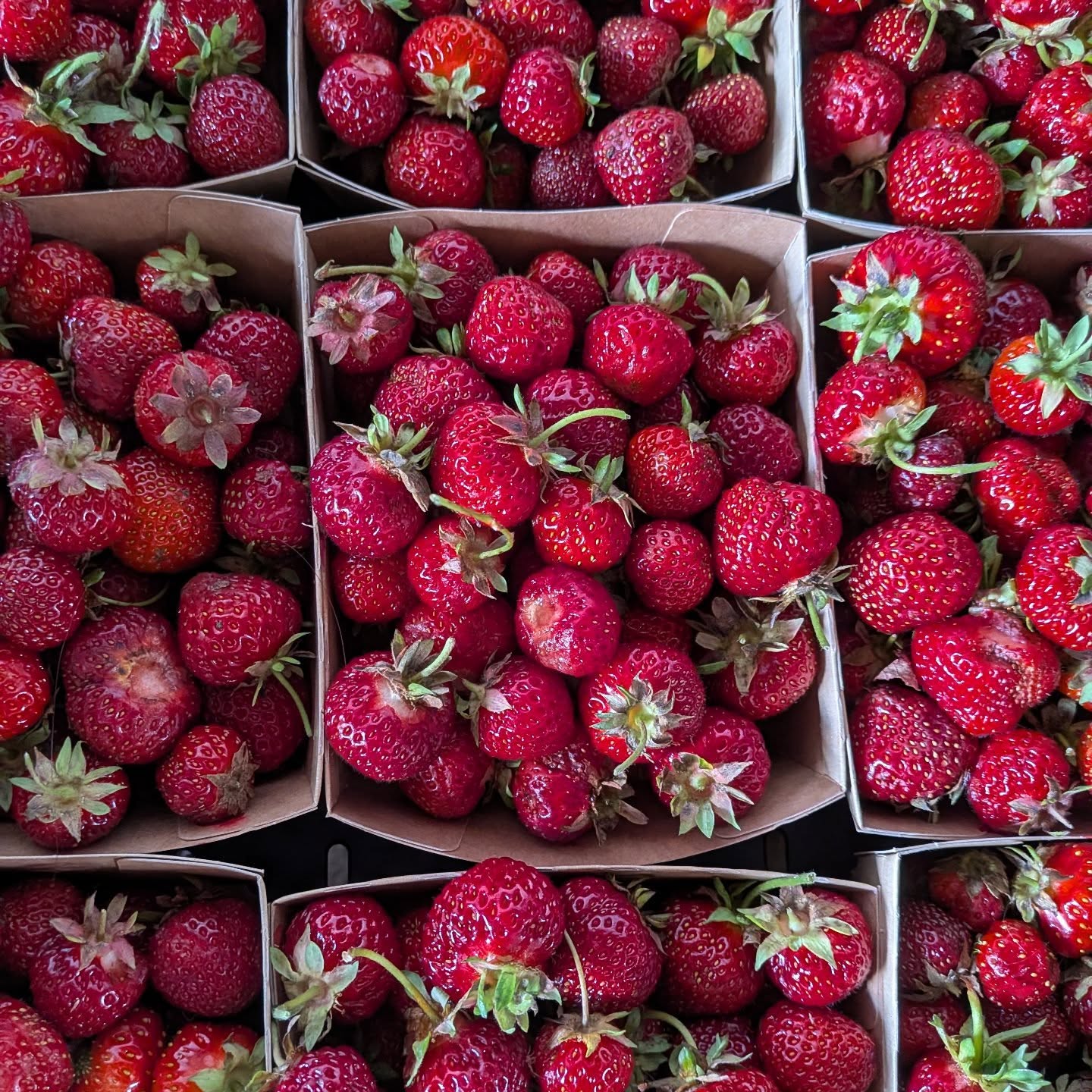 Jordbærkasser